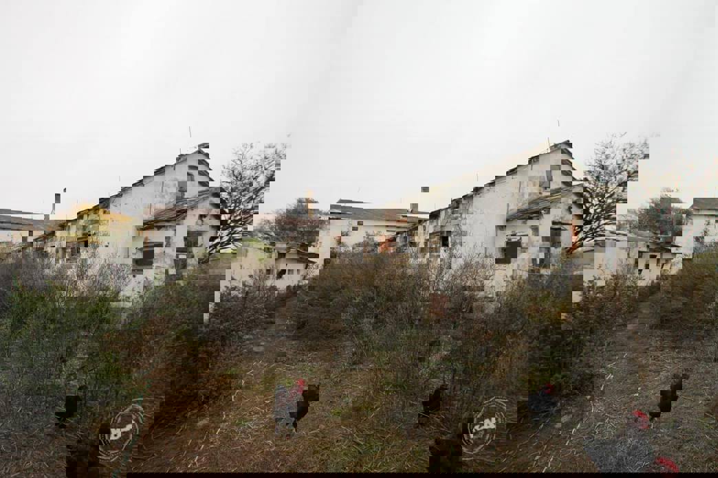 Aukce vepřína v Božejovicích 4