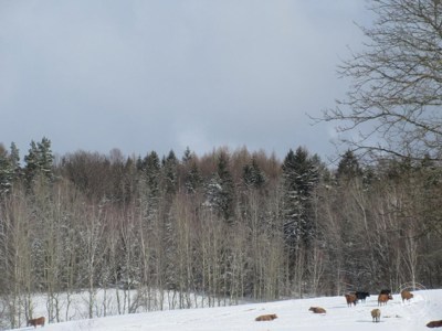 Aukce_pozemku_Krasna_Studanka_3